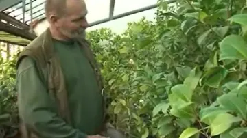 Zahradník Evžen Kopecký ve skleníku kamélií