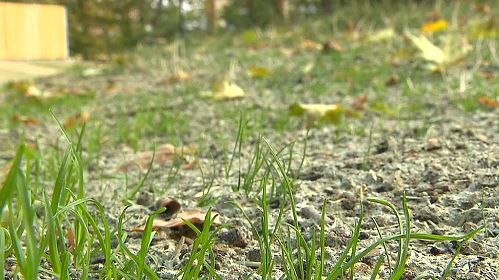 Obyvatelé si stěžují na současnou podobu trávníku
