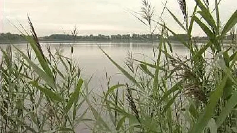 Rybník Řežabinec je botanický, entomologický a hlavně ornitologický ráj.