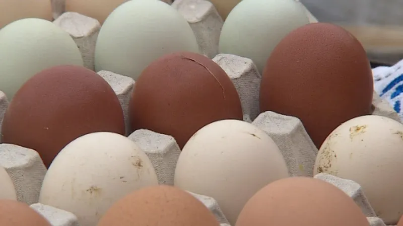 Barevná vajíčka z farmy v Suchohrdlech u Miroslavi