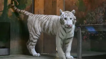 Bílá tygřice Charlota v hodonínské zoo