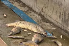 V řece Bílině hromadně uhynuly ryby. Příčinu rybáři zjišťují