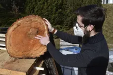Vědci z Brna zkoumají, jak se daří stromům ve městě. Poslouží jim k tomu lípy z vykácené aleje
