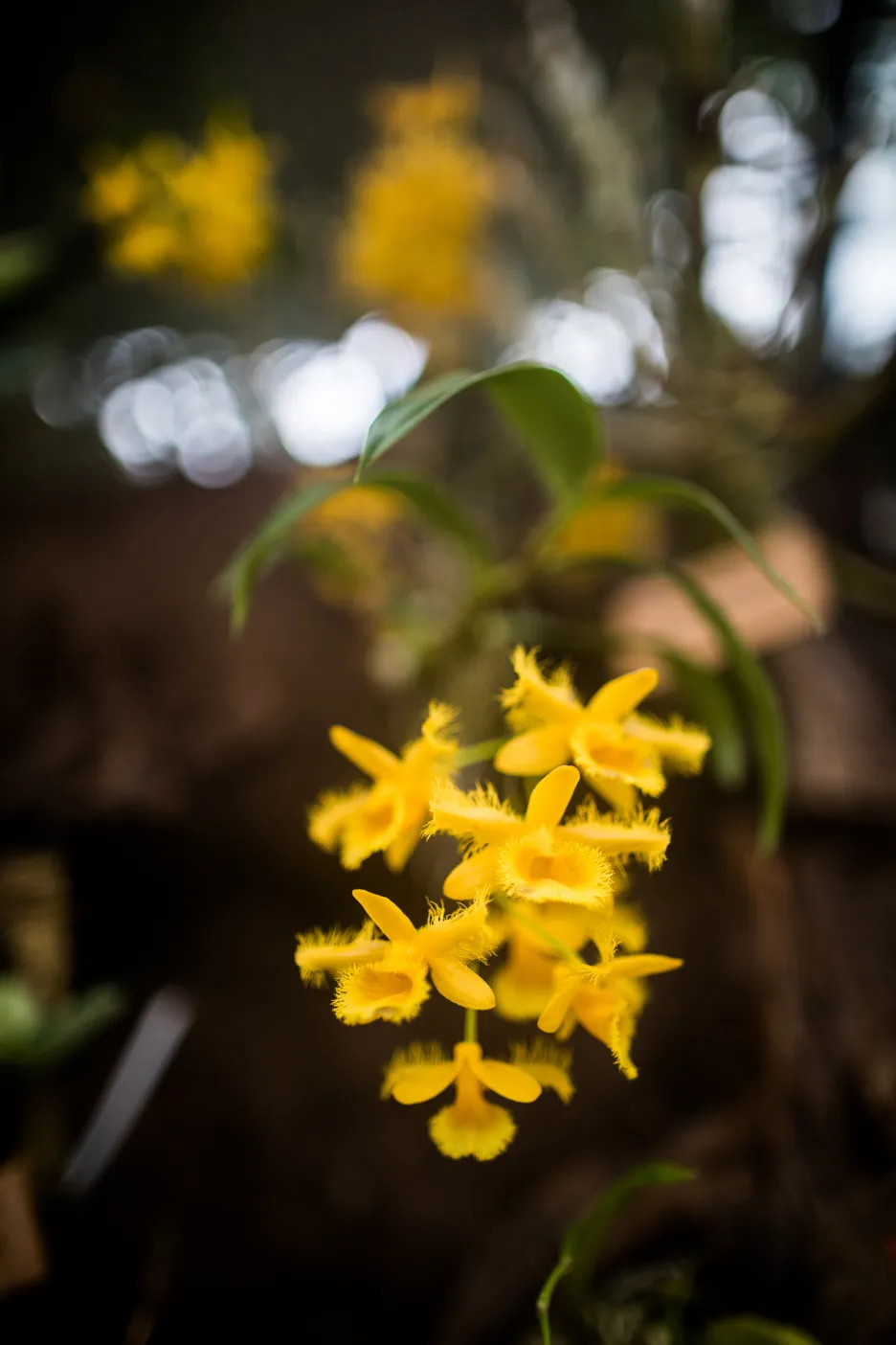 Výstava orchidejí v pražské botanické zahradě