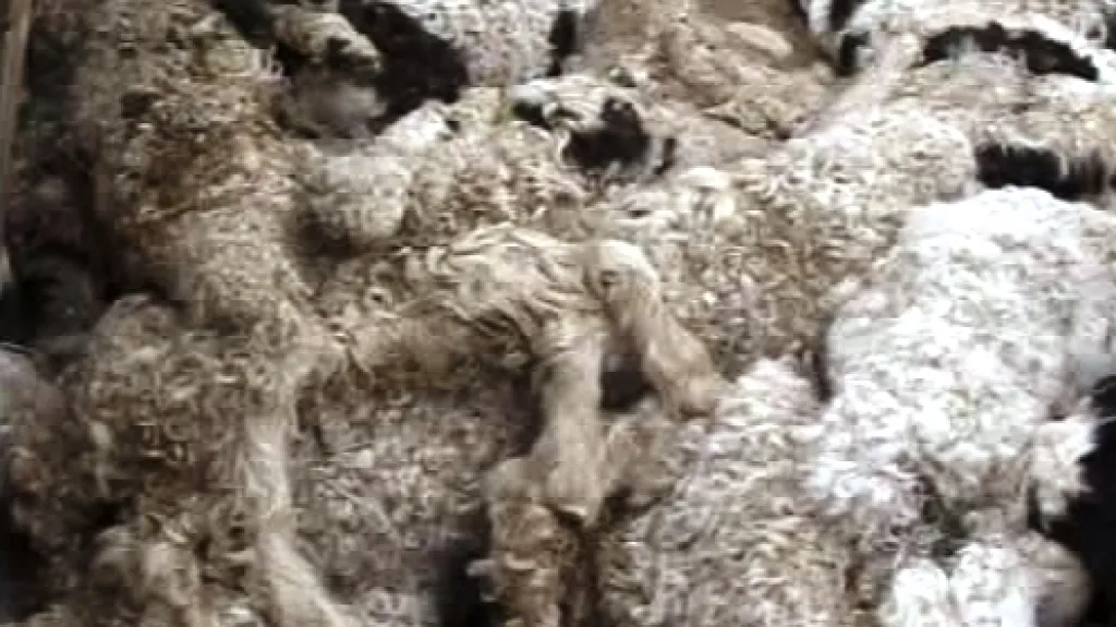 Uhynulá zvířata v Mongolsku