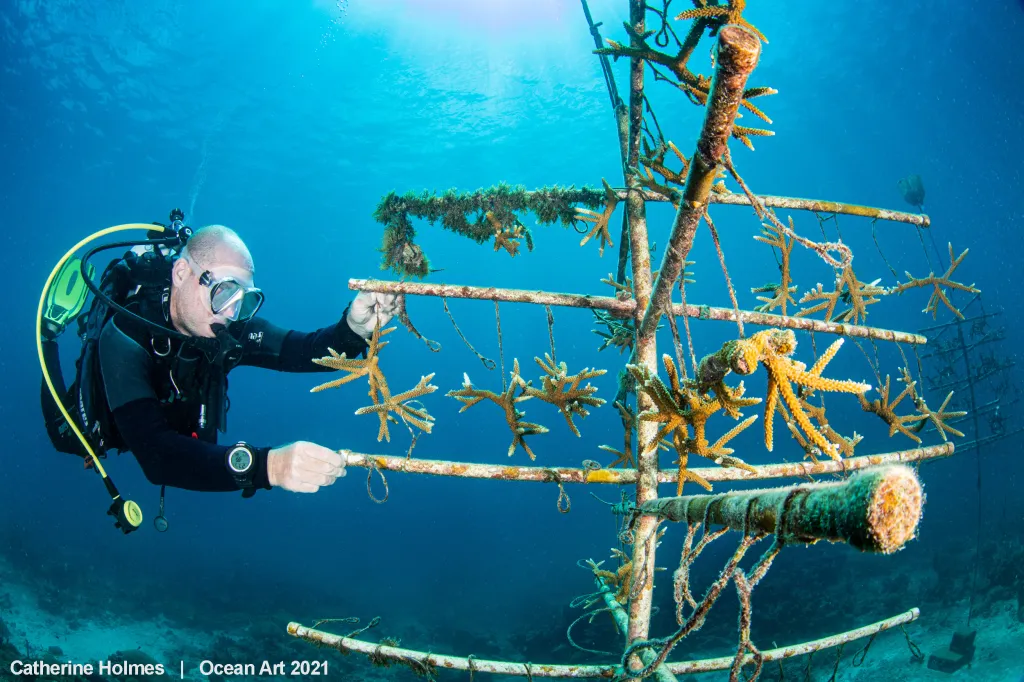 1. místo v kategorii Underwater Conservation: Coral tree od Catherine Holmes
