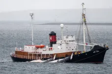 Island bude pokračovat v lovu velryb. Letos jich může být zabito 128