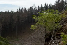 Sucho už těžce zasáhlo porosty, některé stromy letos nepřežijí