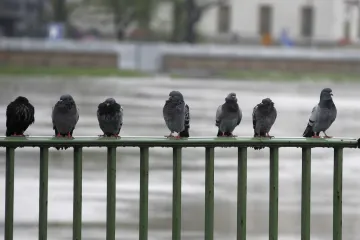 Polský Krakov nasadí holubům antikoncepci