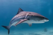 Žraloci žijící blíž lidem jsou větší a mají víc hormonů, zjistili biologové