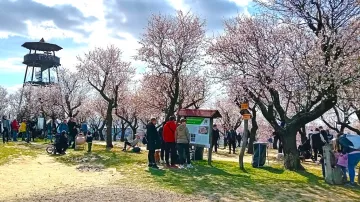 Mandloňový sad v Hustopečích