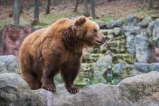 Medvěd proběhl ulicemi Liptovského Mikuláše, zdravotníci hlásí dva zraněné