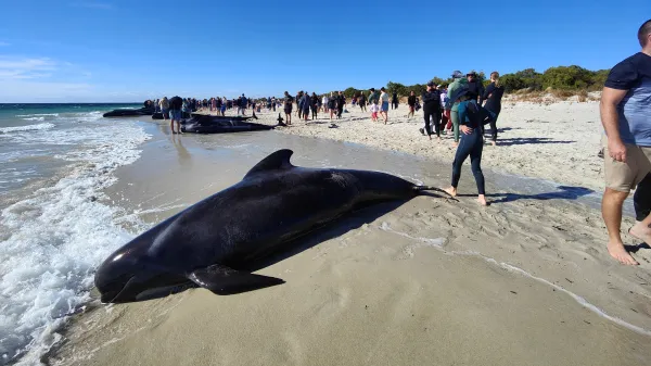 U Austrálie uvázlo 160 velryb, část už uhynula. Vědci se zbylé snaží zachránit