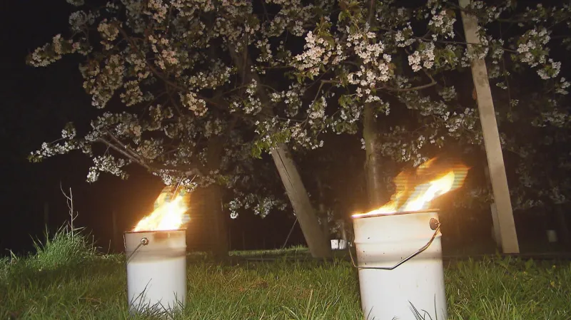 Třešně a meruňky chrání před mrazem parafínové svíce