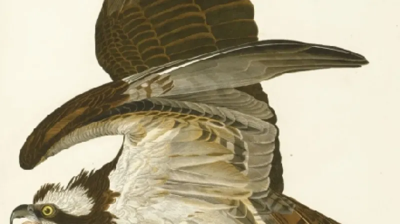 Birds of America