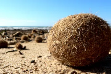 Mořská tráva umí odstranit ze Středozemního moře miliony plastových částeček