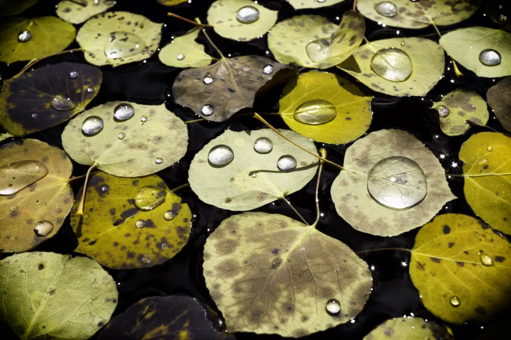 Vítěz cestovatelské fotografie roku v kategorii mladistvých, Morgan Wolfers (11 let) fotografoval kapky vody z tání sněhu na listech osiky na hladině rybníka v přírodním parku Kenosha Pass (Colorado, USA)