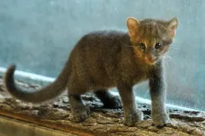V brněnské zoo se narodilo mládě jaguarandi. Chovatelé o březosti samice nevěděli