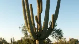 Velmi starý exemplář saguara