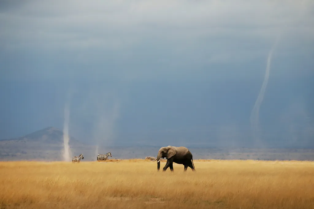 Vzdušné víry a divoká zvířata v keňském národním parku Amboseli