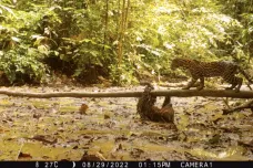 Lenochod vrací úder. Videopast natočila nezvyklý souboj v pralese