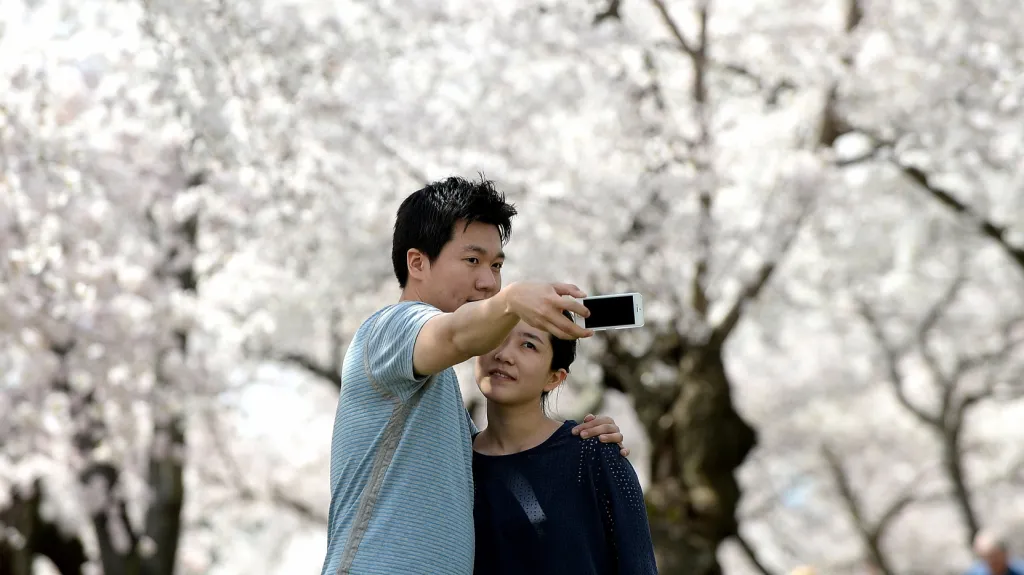 Rozkvetlé sakury ve Washingtonu