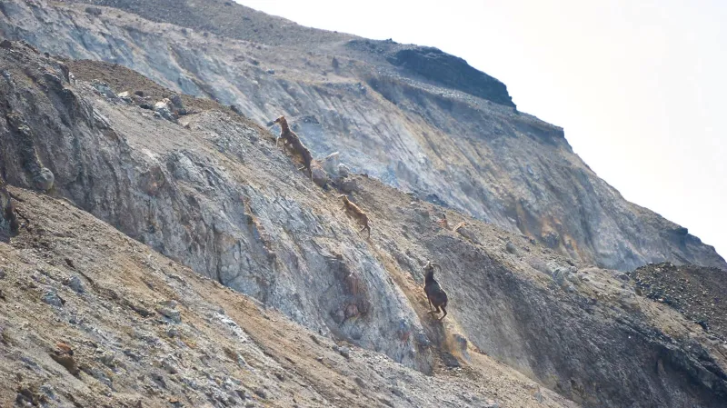 Mufloni v uhelném dole