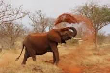 Slon africký spí jen dvě hodiny denně. Nová studie ukázala, že je to nejméně ze všech savců