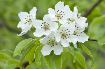 Alergikům by se mohlo na čas ulevit. Česko spláchnou deště, břízy i jehličnany pomalu odkvétají