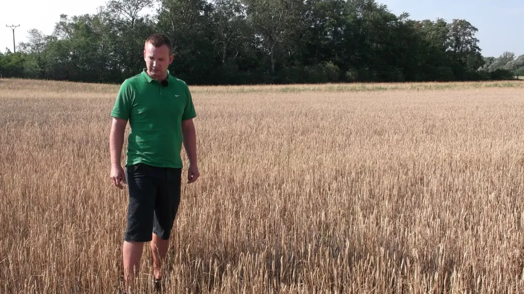 Tak špatnou úrodu pšenice nepamatujeme, shodují se zemědělci