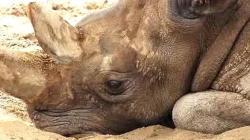 Odpočívající nosorožec bílý