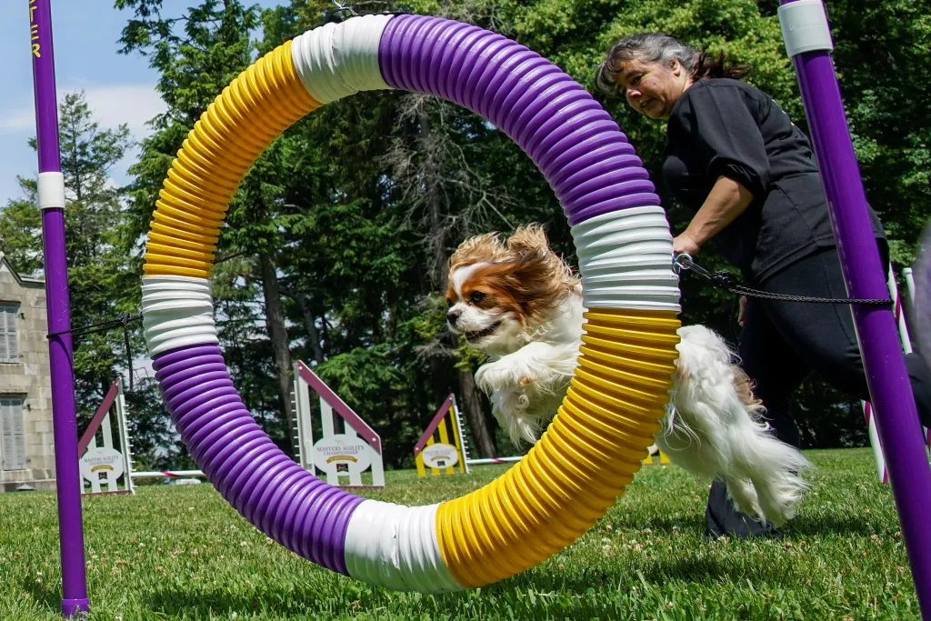 Jedna z nejstarších přehlídek psů na světě pořádaná klubem Westminster Kennel Club Dog našla nové místo v zahradách gotického usedlosti zvané Lyndhurst Mansion