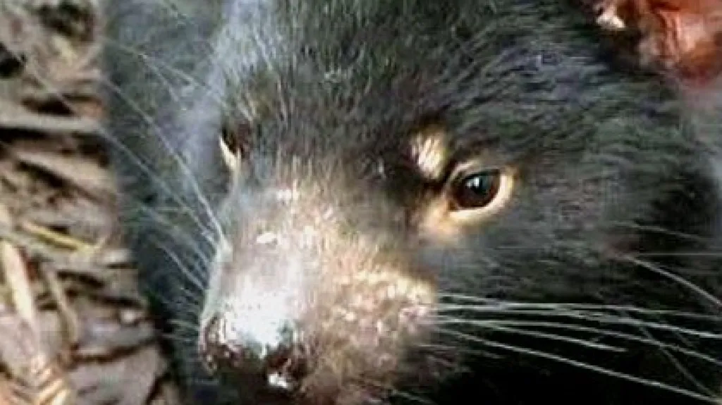 Tasmánský čert