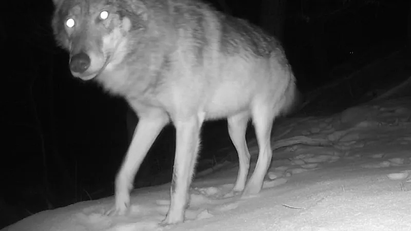 Vlk zaznamenaný v Moravském krasu