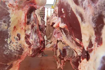 Veterináři odhalili nelegální bourárnu masa v Praze. A zjistili, kdo nabízel problémové polské hovězí