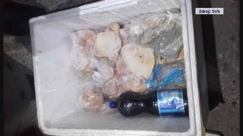 I toto objevili veterináři ve spolupráci s celníky