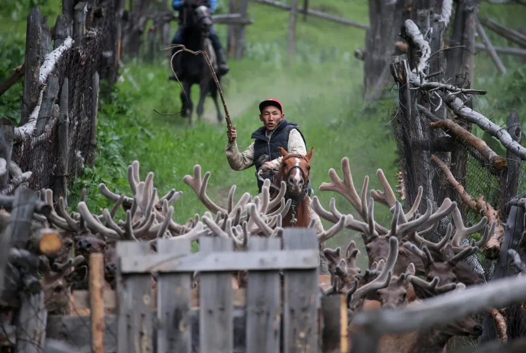 Farmář žene jeleny na farmě „Alatau Maraly“ v soutěsce Kasymbek u Almaty