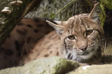 Zoo v Ostravě utratila mladé rysy. Podle chovatelů je to běžná praxe, spolky protestují