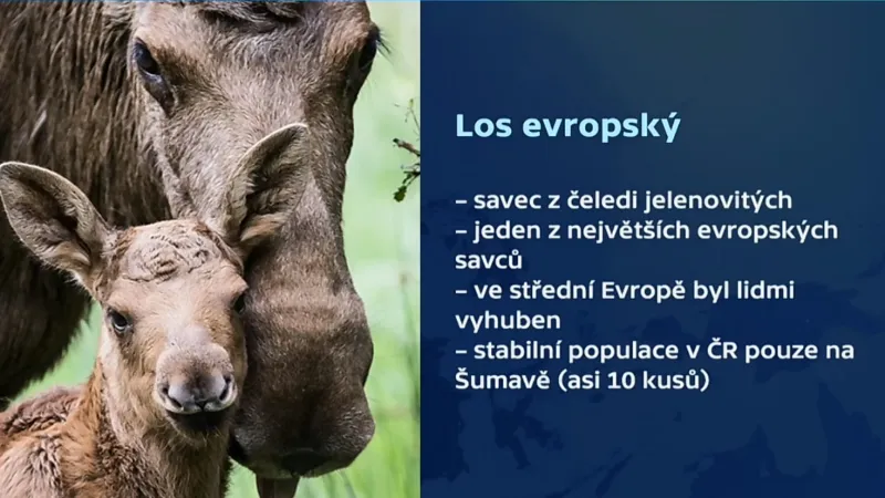 Los evropský