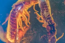 Námluvy termitů se nemění už desítky milionů let, ukázal nález pářící se dvojice v jantaru