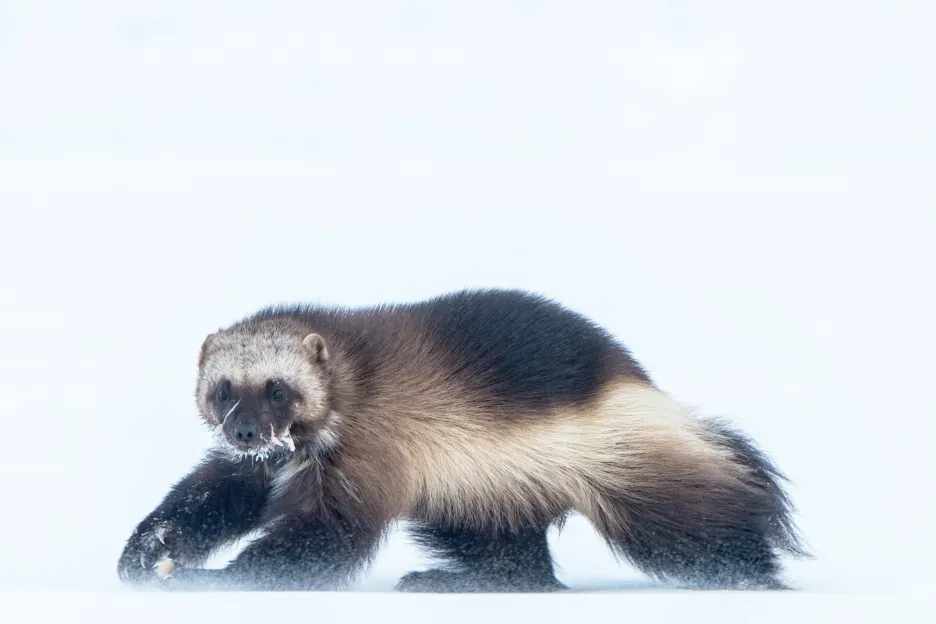Nominace v sekci fotografický soubor: Peter Mather se souborem Wolverine Arctic Snow Machine (Rosomák, arktický sněžný stroj). Rosomáci jsou nepolapitelná, osamělá zvířata, která obývají vzdálené tundry a sněhové lesy v severních částech Evropy, Asie a Severní Ameriky