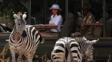 Součástí návštěvy Keni bylo i safari
