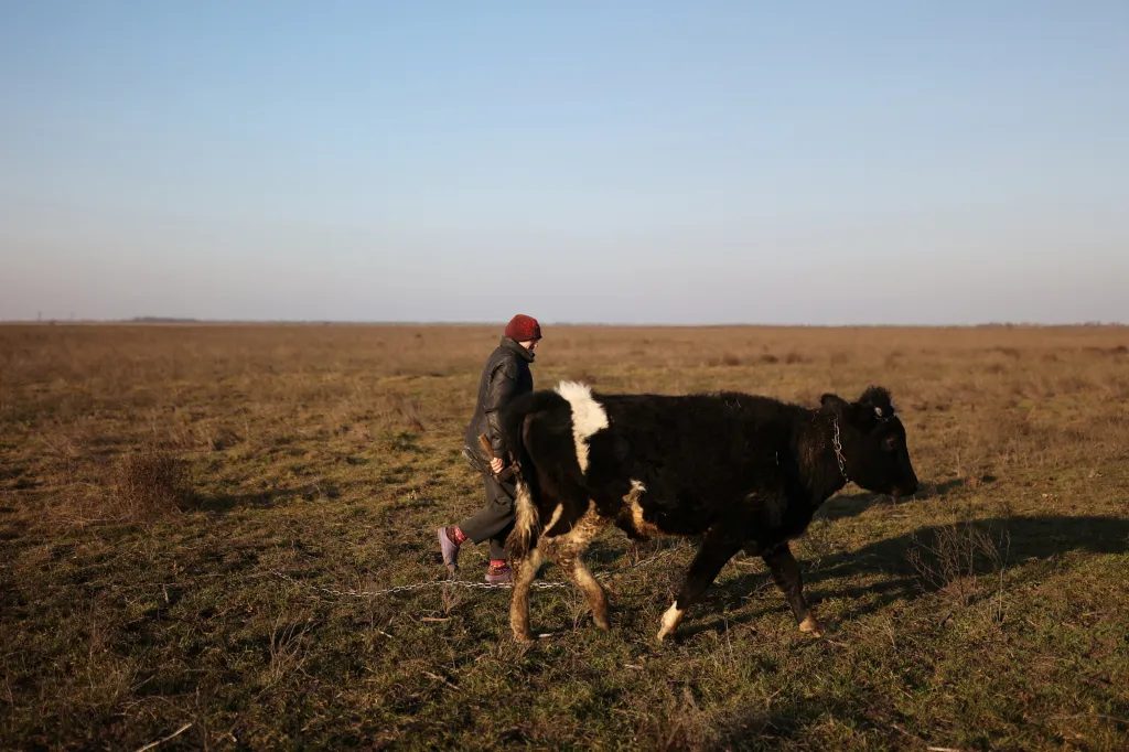 Volodymyrova vnučka Světlana pase krávu patřící její rodině