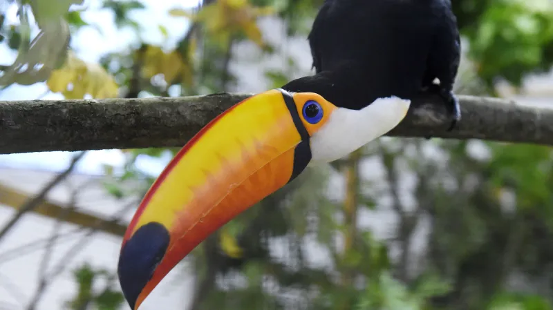 Tukan obrovský na výstavě ptactva