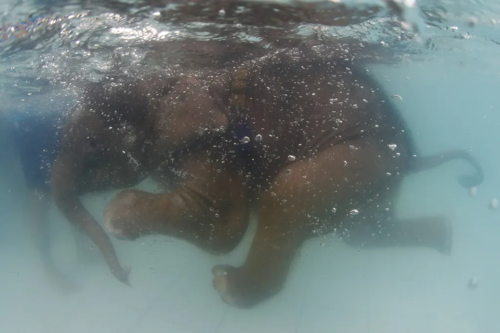 Pětiměsíční slůně Fah Jam plave při léčbě hydroterapií