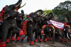 Thajsko slaví národní den slonů. Pořádá sváteční hostinu