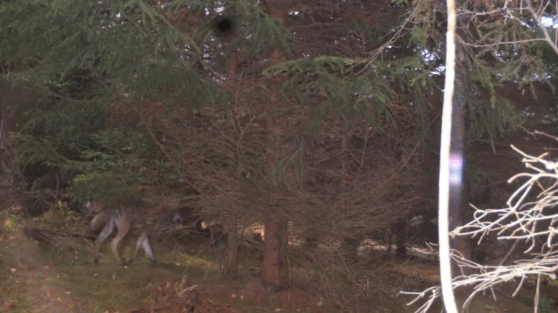 Vlk zachycený fotopastí na Broumovsku