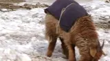 Mongolská stáda ohrožují mrazy
