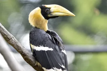 Ve zlínské zoo odchovali mládě dvojzoborožce indického. Vzácného ptáka krmili pomocí loutky