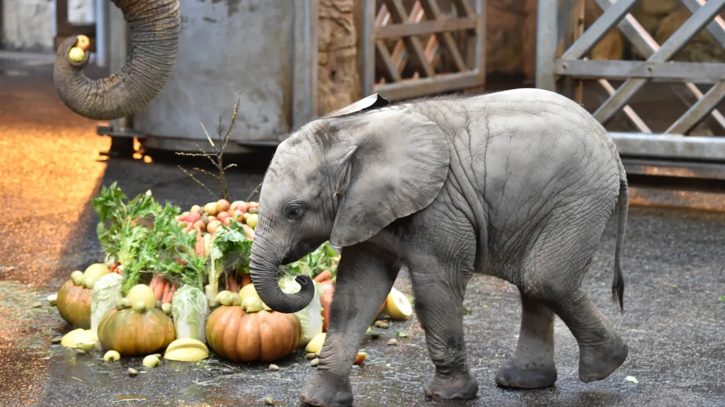 První mládě slona afrického narozené v Česku Zikari (Zyqqari) ve zlínské zoo